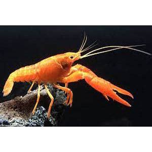 Buy Orange Lobster Online | Orange Lobster For Sale | FishyKart.com ...