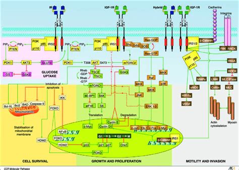 Signaling Downstream Of The Igf R The Figure Shows The Igf R Ir And