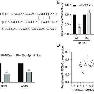 Hmgn Is The Target Of Mir B P A The Predicted Binding Sites Of