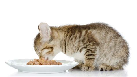 10 Best Wet Cat Foods In The Uk In 2023 Reviews Top Picks