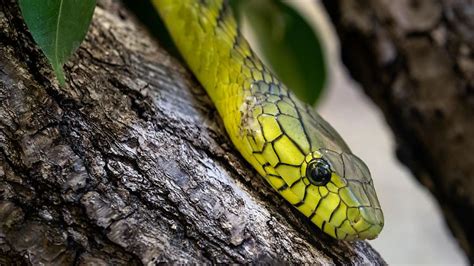 Niederl Ndische Stadt In Angst Hochgiftige Mamba Tagelang Vermisst N