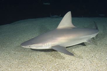 Sandbar Shark - Shark Facts For Kids