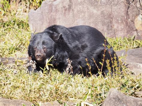 【クマ出没情報】新潟市秋葉区東島地内の道路でクマの目撃情報（5月2日8時5分時点の情報） 新潟県内のニュース