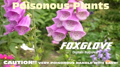 Foxglove Digitalis Purpurea Warning Very Poisonous Handle