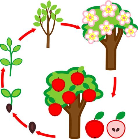 30 Apple Tree Life Cycle Stock Illustrations Royalty Free Vector