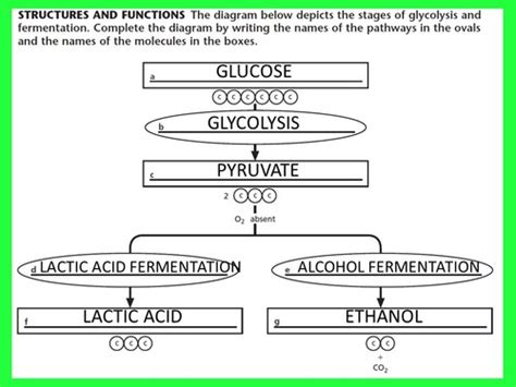 Biology Chapter 7 Section 7 1 Review Glycolysis And Fermentation