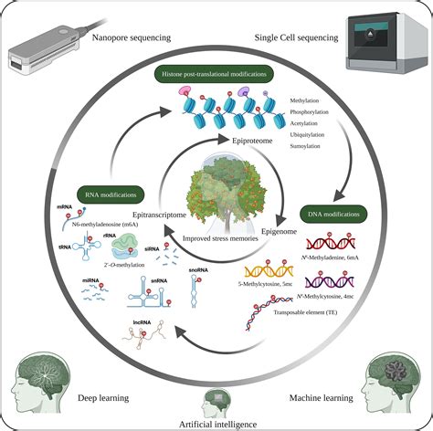 Frontiers Epigenetic Stress Memory A New Approach To Study Cold And