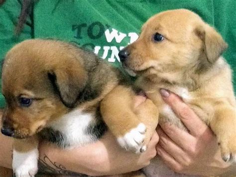 Adote Toisso e Barney border collie e vira lata em Santo André