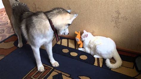 Хаски,Кот и Заяц!!! - YouTube