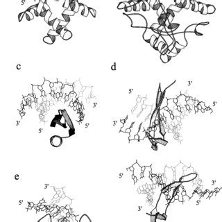 Superpositions of DNA-binding protein structures alone (dark grey) and ...