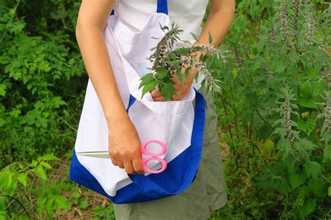 Uma Mulher Coleta Uma Planta Medicinal Motherwort No Conceito De