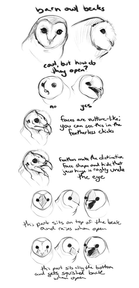 barn owl beak guide by Housekeys on DeviantArt