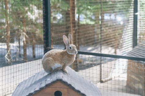 Rabbit Rescues And Rehoming All You Need To Know To Adopt A Rabbit