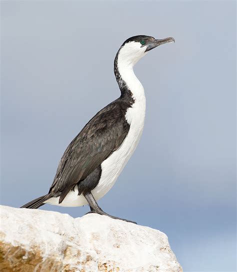 42 Cormorant Species The Worlds Rarest Birds