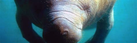 Manatee Preservation - Manatee Facts and Information