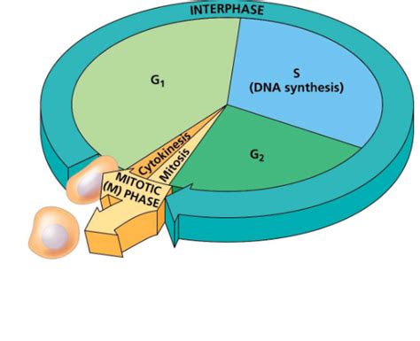 Diagram of Cell Cycle | Quizlet