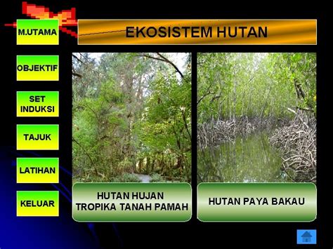 Kegunaan Hutan Paya Air Masin Geografi Tingkatan 3 Membalik Buku