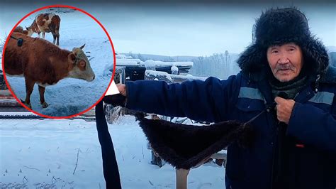 Yakutian Farmer Creates A Bra For His Cows Photos Russia Beyond