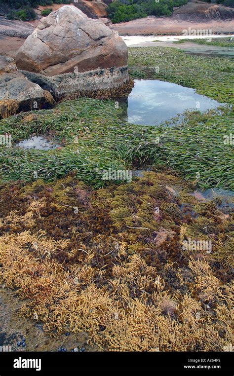 Banks Of Bubble Weed And Seagrass Exposed At Low Tide Lucky Bay Cape Le