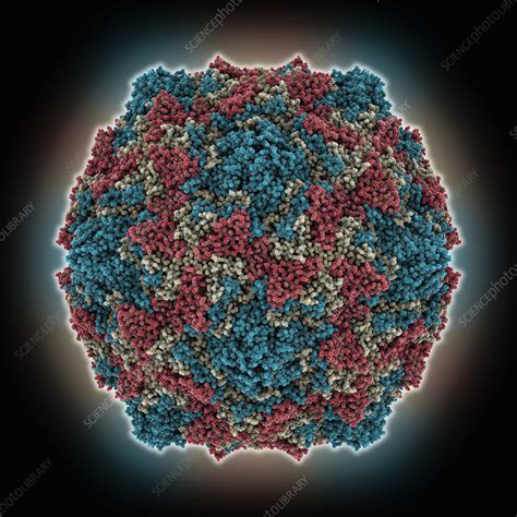 Coxsackievirus B3 Capsid Molecular Model Stock Image C057 2703