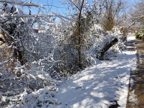 Rboles Y Arbustos Cubiertos De Nieve Por Una Pasarela De Hormig N