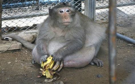 Meet Thailand's Uncle Fat: Obese monkey kept on diet after gorging on ...