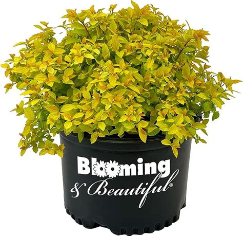 Amazon Blooming Beautiful Gold Mound Spirea 3 Gal