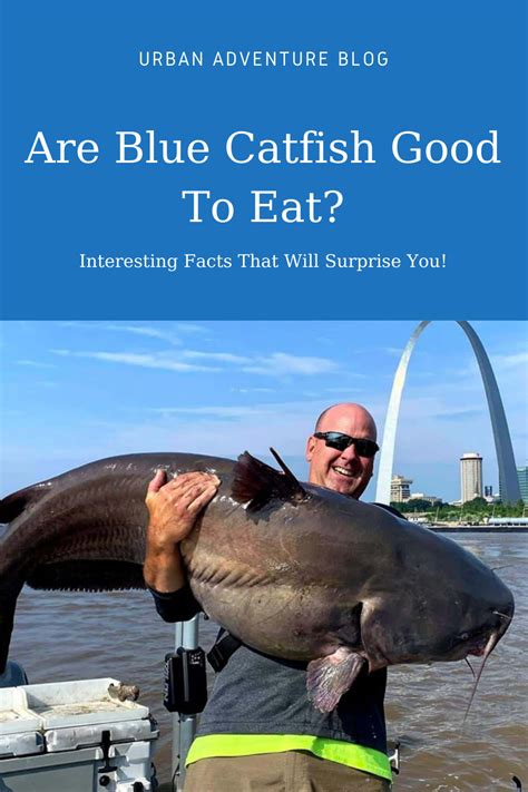 Are Blue Catfish Good To Eat Interesting Facts That Will Surprise You