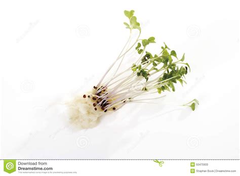 Daikon Cress Close Up Stock Image Image Of Natural 50475933