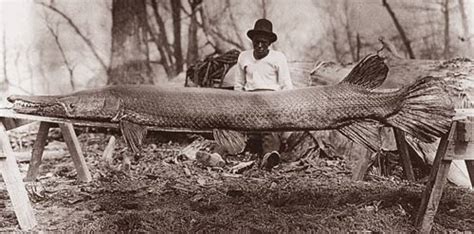 Intresting Old Picture Of An Alligator Gar They Can Reach Lengths Of