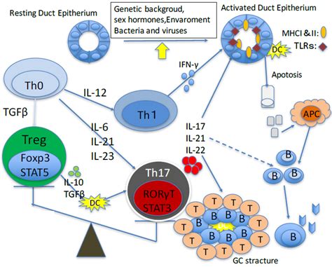 Jcm Free Full Text T Helper 17 Cells In Primary Sjögren’s Syndrome