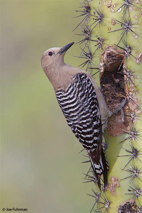 Gila Woodpecker – Joe Fuhrman Photography