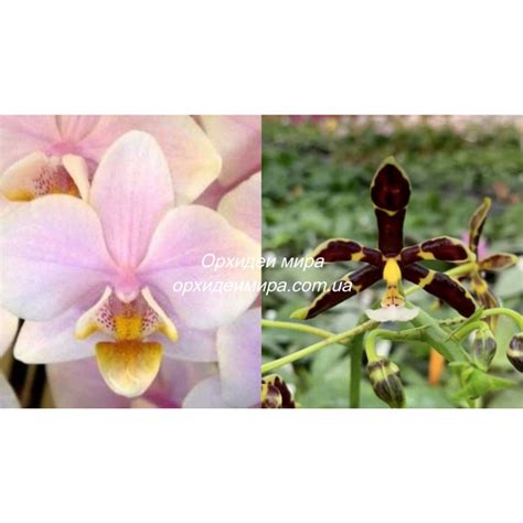 Орхидея Phal. Pinlong Cherry x Mannii black - купить, доставка Украина