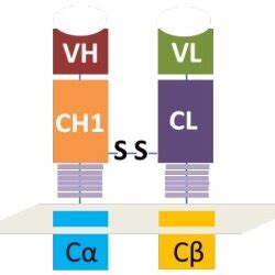 Schematically illustration of the antibody Fab-based chimeric antigen... | Download Scientific ...