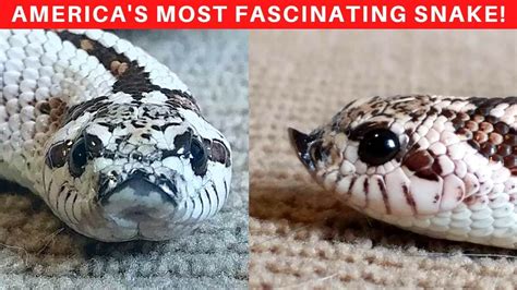 Everything You Need To Know About The Fascinating Hognose Snake YouTube