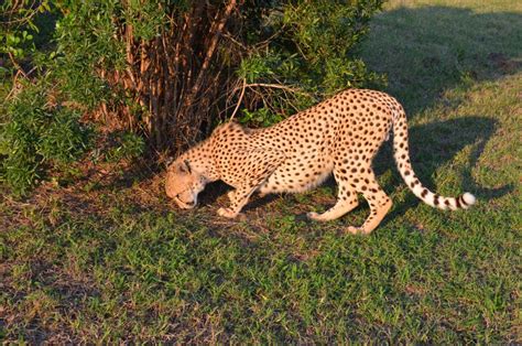 Emdoneni Wildcat Project Tagestour Von Richards Bay Aus Getyourguide