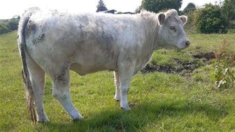 Headford Marts Exceptional Purebred Ch Heifer Sale Today Saturday