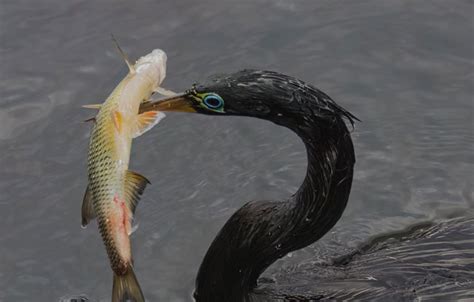 11 Anhinga vs Cormorant Differences b/w These Coastal Birds - Bird Guidance