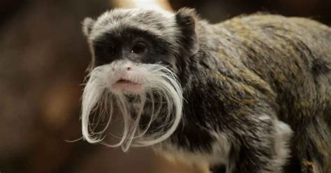 Emperor Tamarin Monkeys - AnimalBehaviorCorner