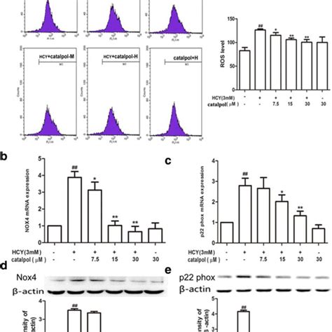 The Effects Of Catalpol On Hcy Induced Nox And Grp Expression And