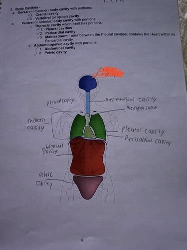 ANT Body Cavities Flashcards Quizlet