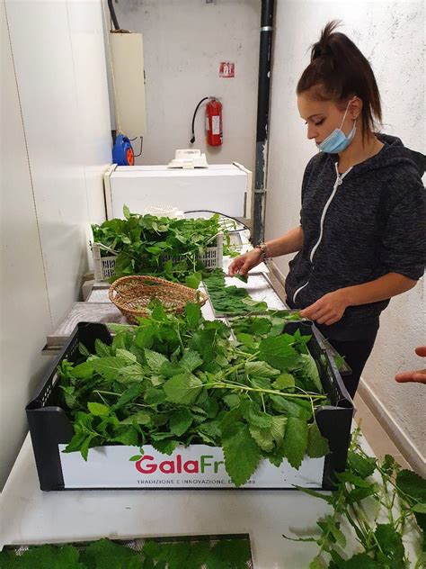 Foto Orti Coltiviamo Agricoltura Sociale Tre Premi Da A