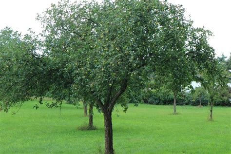 Obstb Ume Der Gemeinde Obst Pfl Cken Erlaubt Herzogtum Direkt