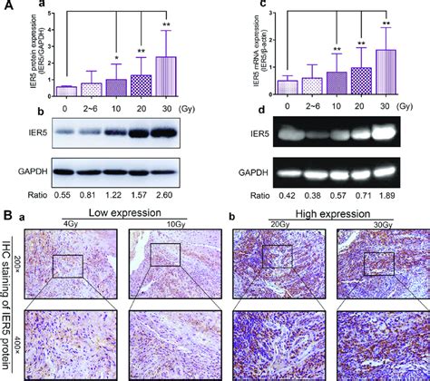 Ier Expression In Each Group A Ier Protein Expression In Human