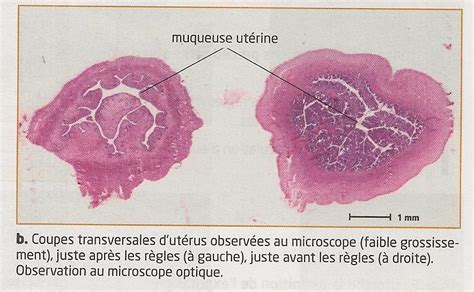 4° Le Contrôle Hormonal De Lorganisme La Puberté