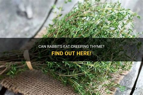 Can Rabbits Eat Creeping Thyme Find Out Here Shuncy