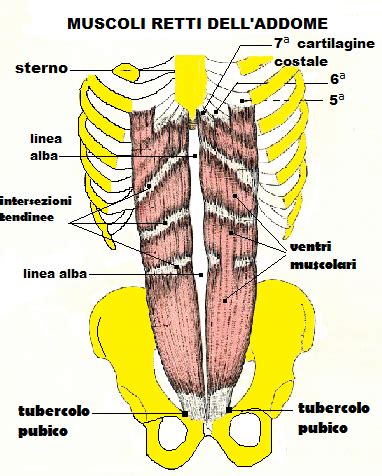 Anatomia Della Parete Addominale Fertilitycenter