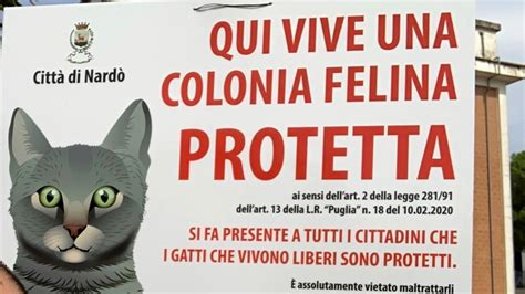 Dopo Il Censimento Arrivano I Cartelli Istituite Le Colonie Feline