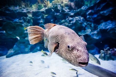 Puffer Fish in Tank stock photo. Image of captivity, animals - 30441094