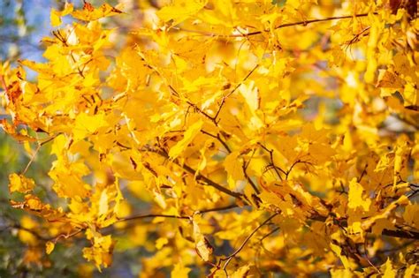 Baum Zweig mit bunten Blätter im Herbst hautnah Herbst Hintergrund